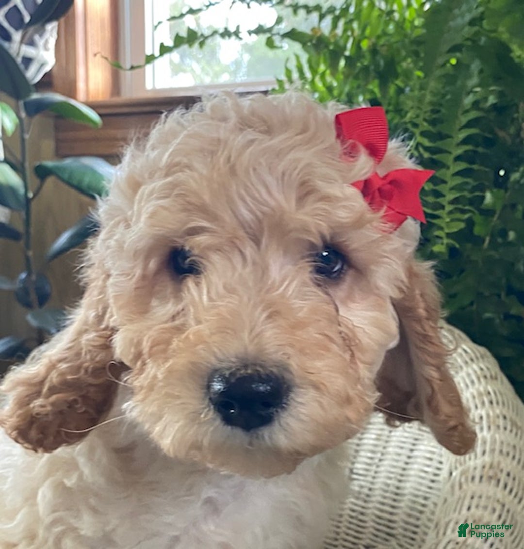 Goldendoodle dogs for sale: Maggie - Ad 2