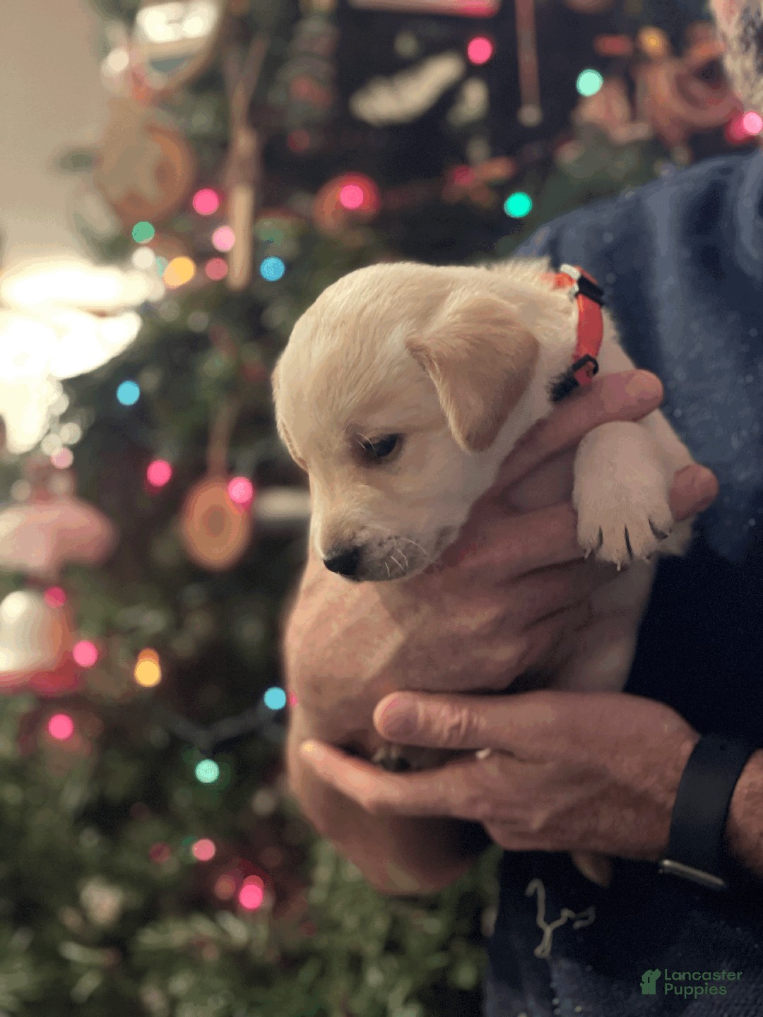 Labrador Retriever dogs for sale: Algonquin-red collar - Ad 14