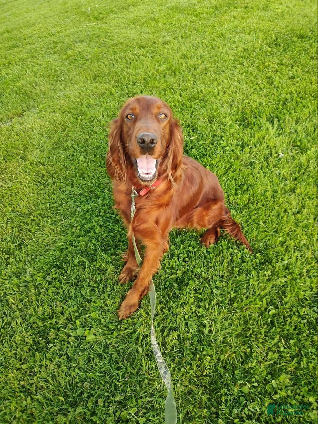 Gallery Image {{count}}