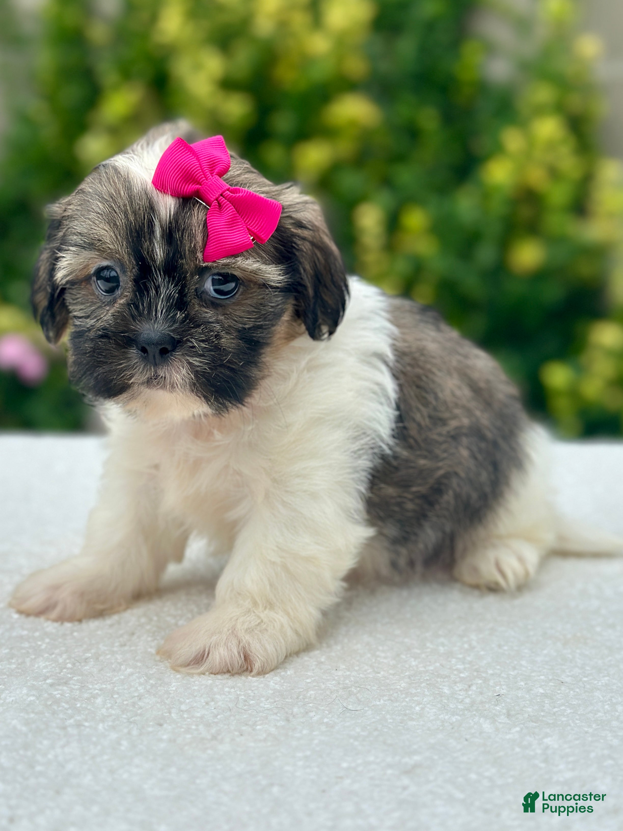 Shih Tzu dogs Girl Roxy - Ad 2