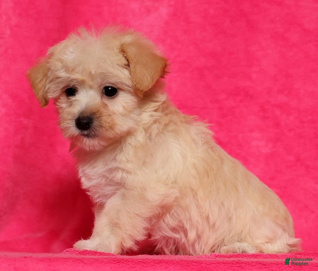 Yochon dogs for sale: Connor - Ad 8