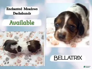 Miniature Dachshund dogs Bellatrix - Ad 19