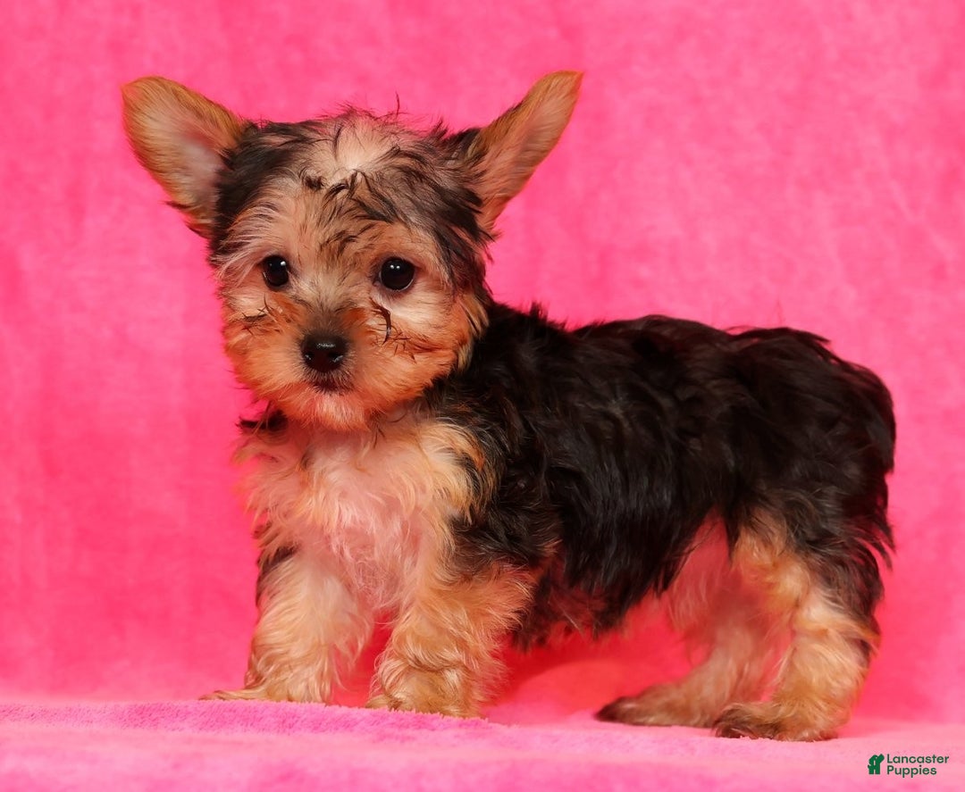 Yorkshire Terrier dogs for sale: Molly - Ad 4