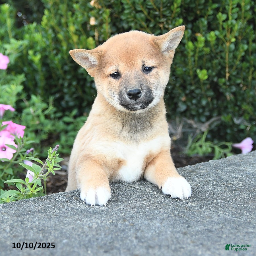 Shiba Inu Puppies for sale in Pennsylvania Lancaster Puppies - Main Image
