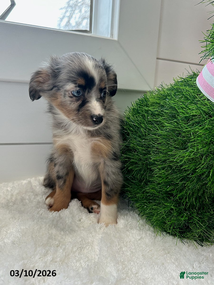 Miniature Australian Shepherd dogs Iris - Ad 2