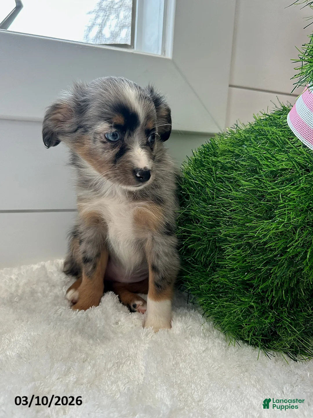 Miniature Australian Shepherd dogs for sale: Iris - Ad 2