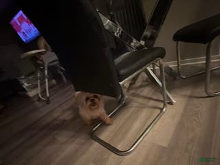 Shih Tzu dogs for sale: Shih Tzu Puppy 1 - Ad 1