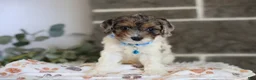 Cavapoo dogs for sale: Charlotte - Ad 6