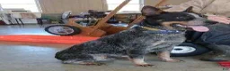 Australian Cattle Dog dogs for sale: Buck  - Ad 11