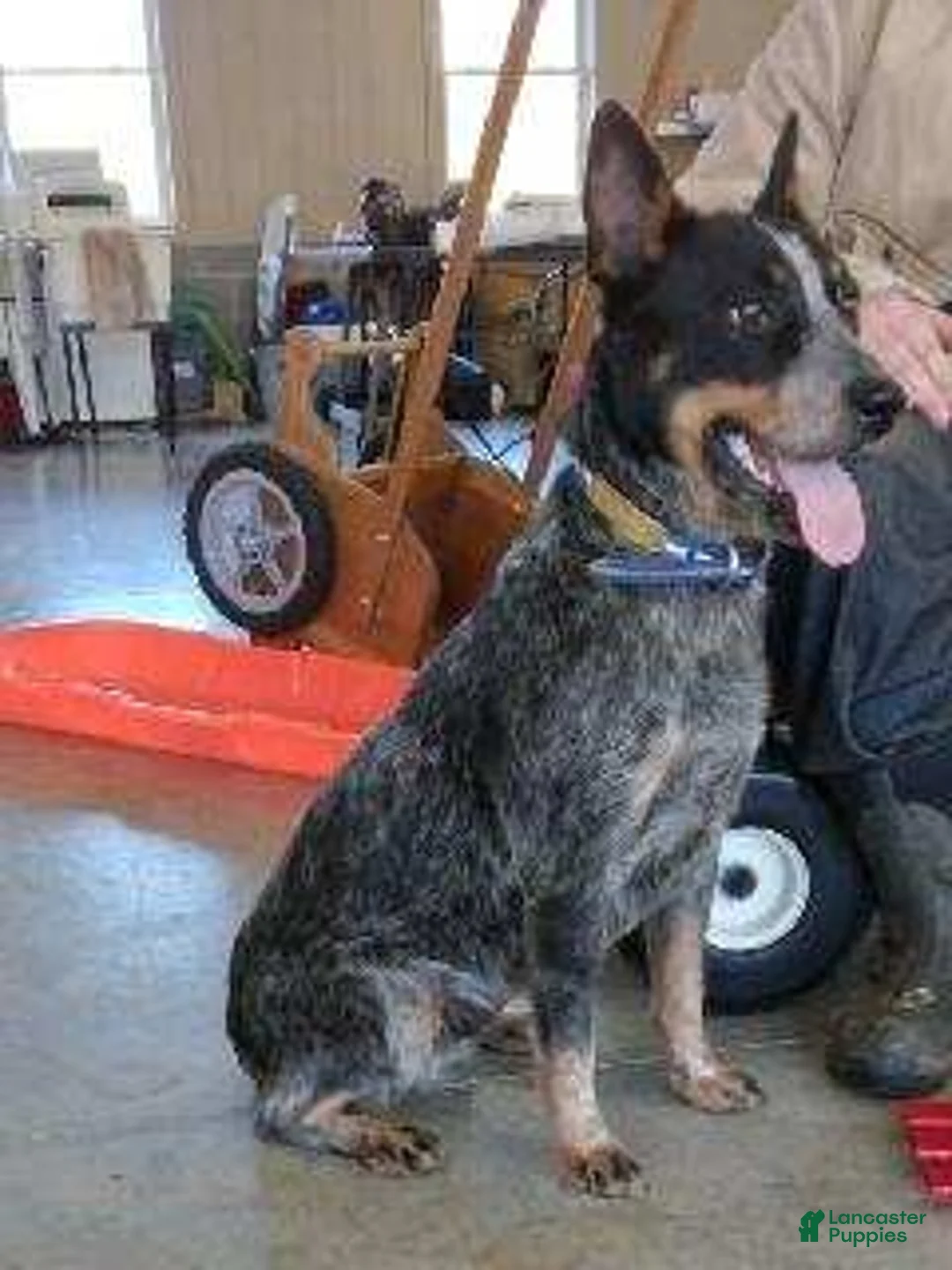 Australian Cattle Dog dogs for sale: Buck  - Ad 11