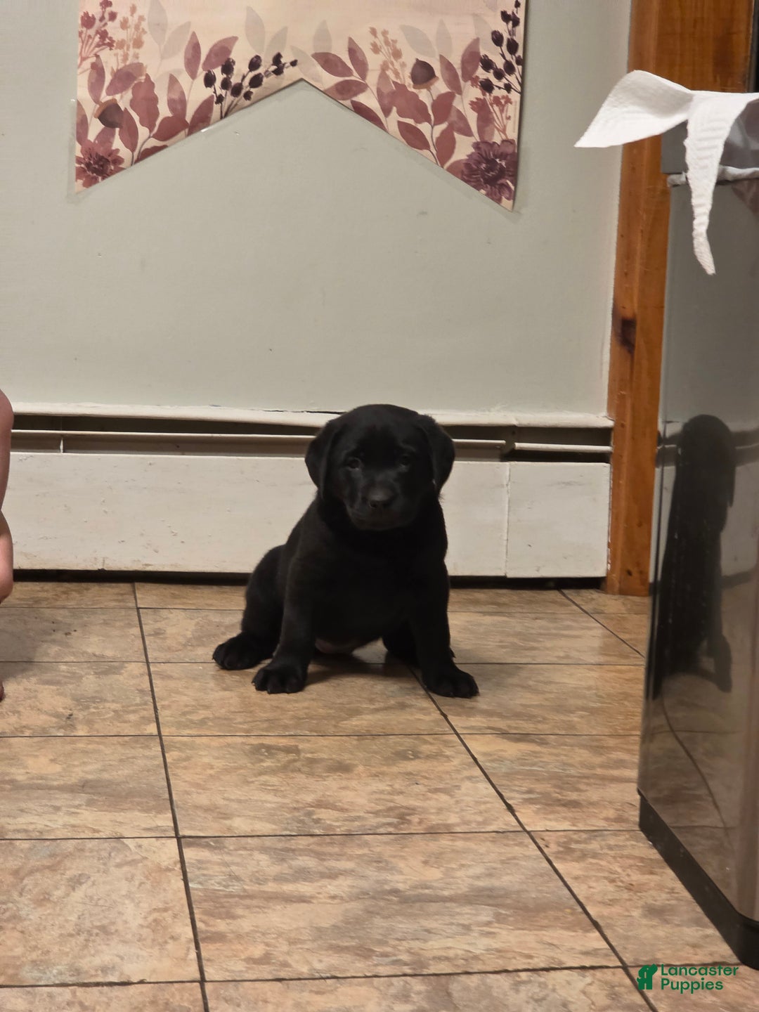 Labrador Retriever dogs for sale: Dancer - Ad 8