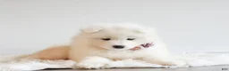 Samoyed dogs for sale: HlubHlub - Ad 6