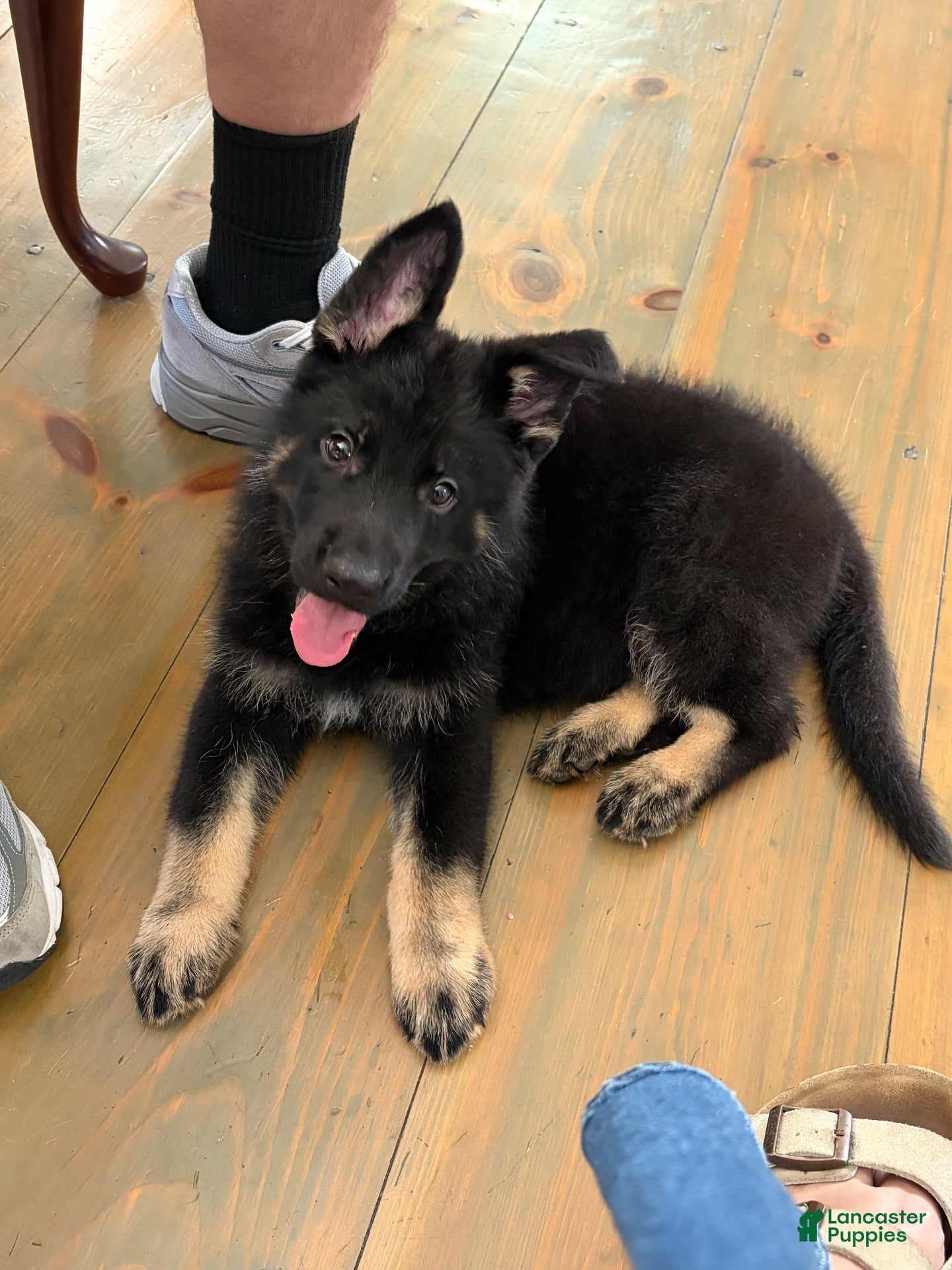 German Shepherd dogs for sale: Tom - Ad 1