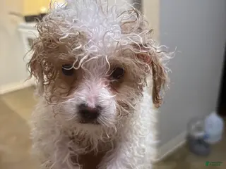 Toy Poodle dogs Toy Poodle Puppy 1 - Ad 12