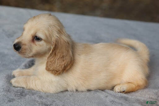 Dachshund dogs Clear Cream Longhair Small Standard - Ad 2