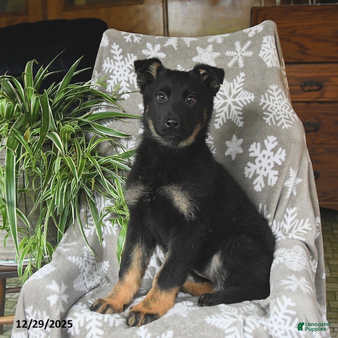 German Shepherd dogs for sale: Paris - Ad 5