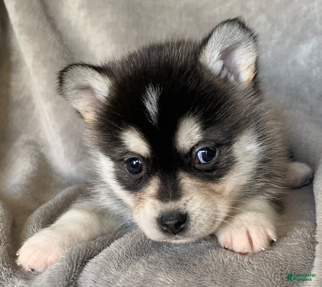 Alaskan Klee Kai dogs for sale: Tiny 2 lbs Cutie~ PEBBLE~!!! - Ad 3