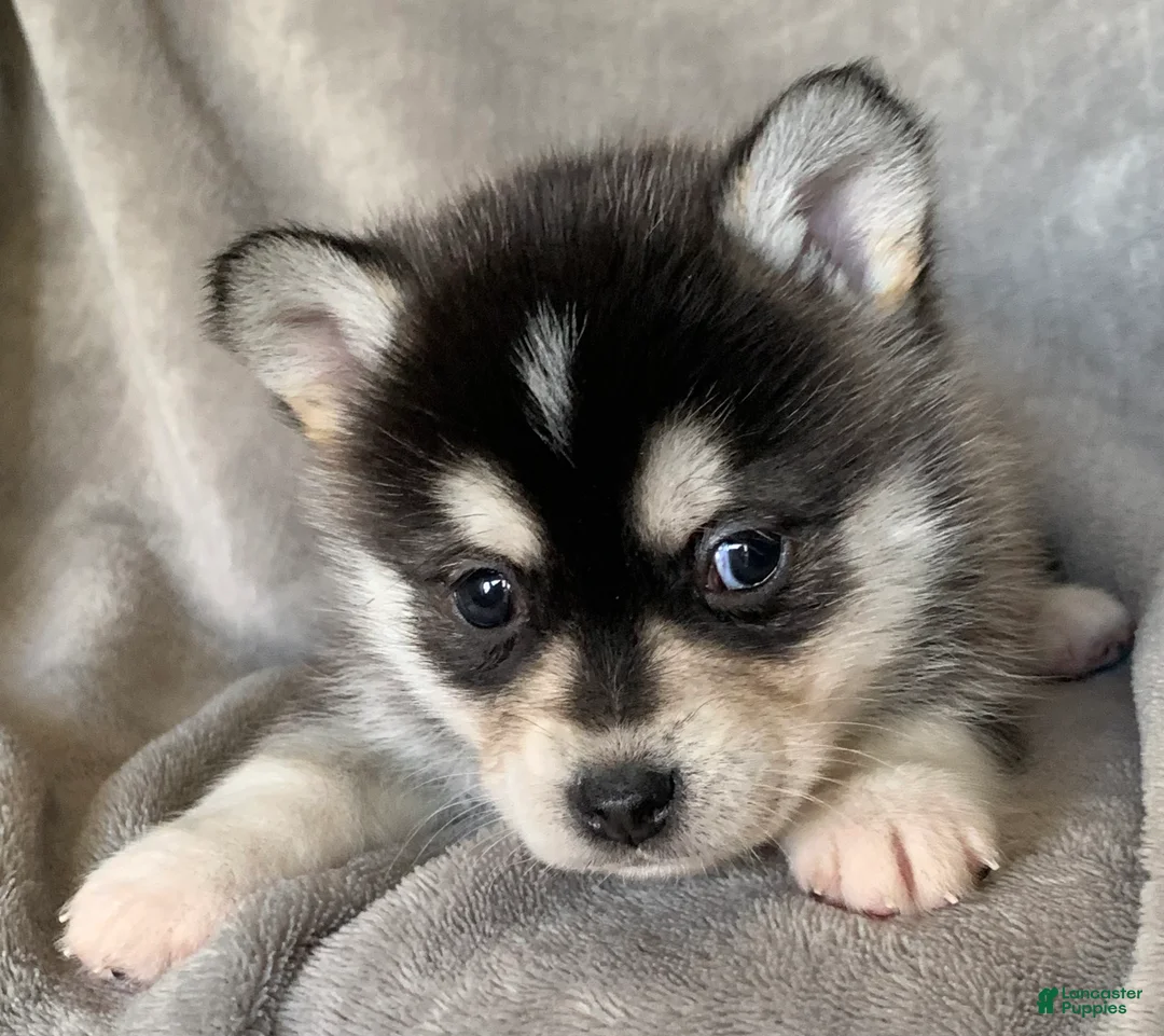 Alaskan Klee Kai dogs for sale: Tiny 2 lbs Cutie~ PEBBLE~!!! - Ad 3
