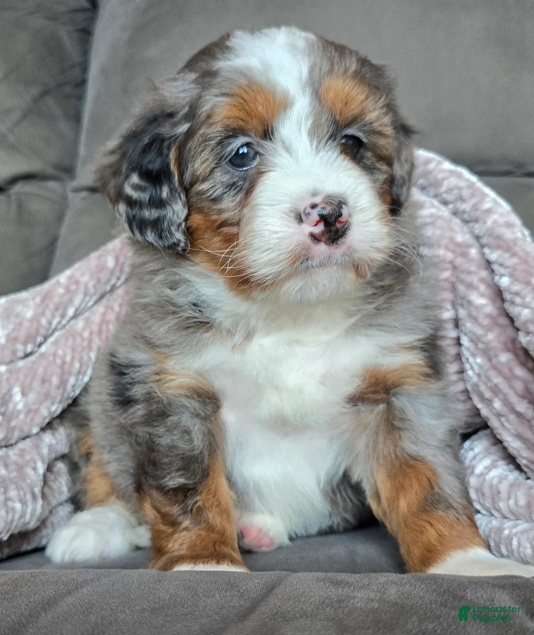 Mini Bernedoodle dogs for sale: Mini Sophie - Ad 16