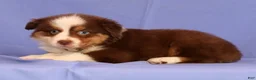 Miniature Australian Shepherd dogs for sale: Jordan - Ad 2