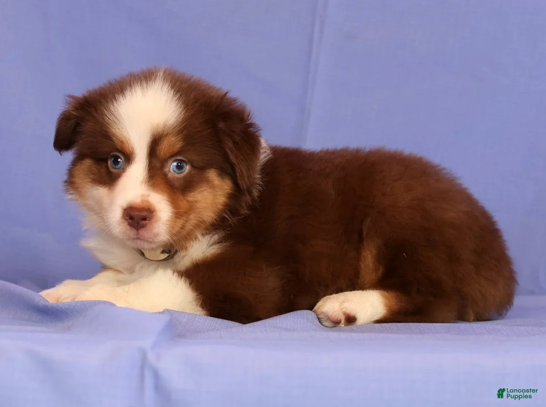 Miniature Australian Shepherd dogs for sale: Jordan - Ad 2