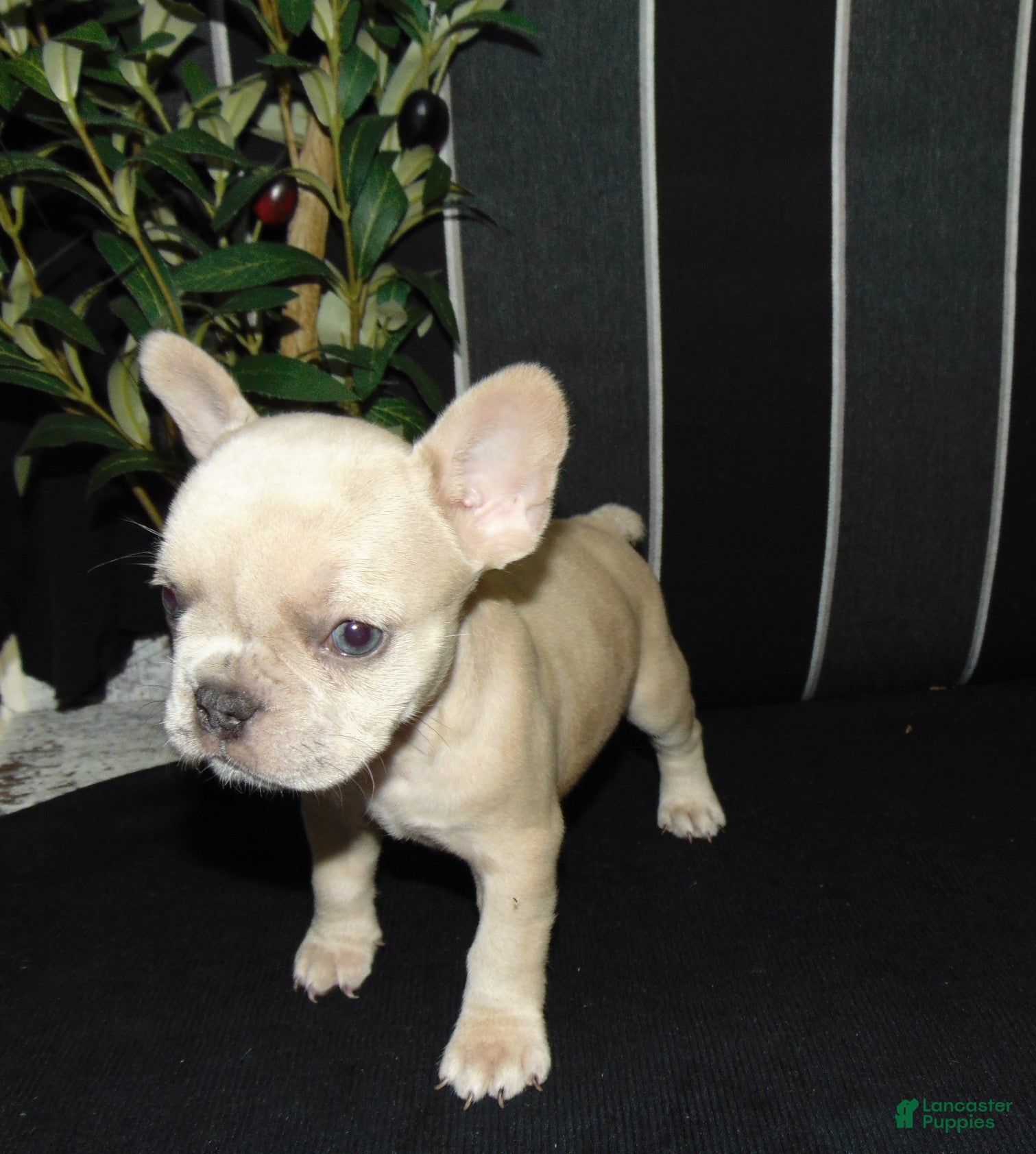 French Bulldog dogs Minnie - Ad 2