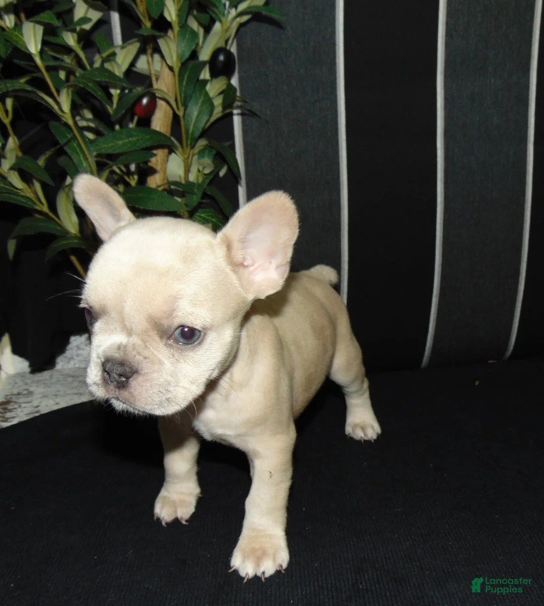 French Bulldog dogs for sale: Minnie - Ad 2