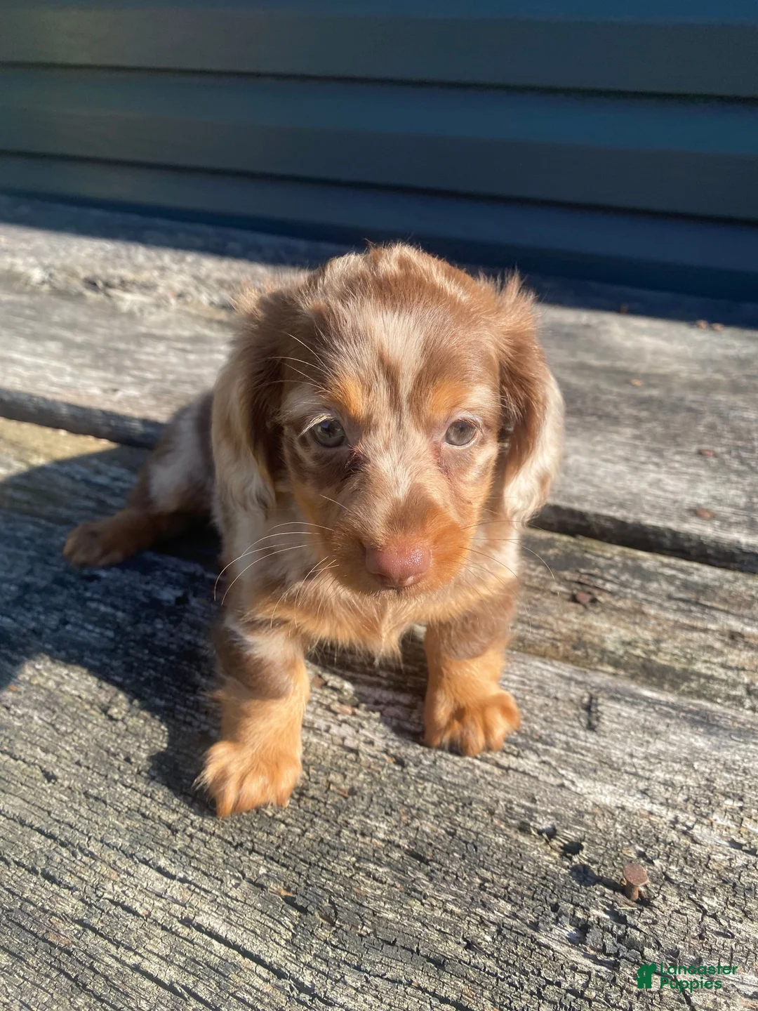 Miniature Dachshund dogs for sale: Ellie - Ad 11