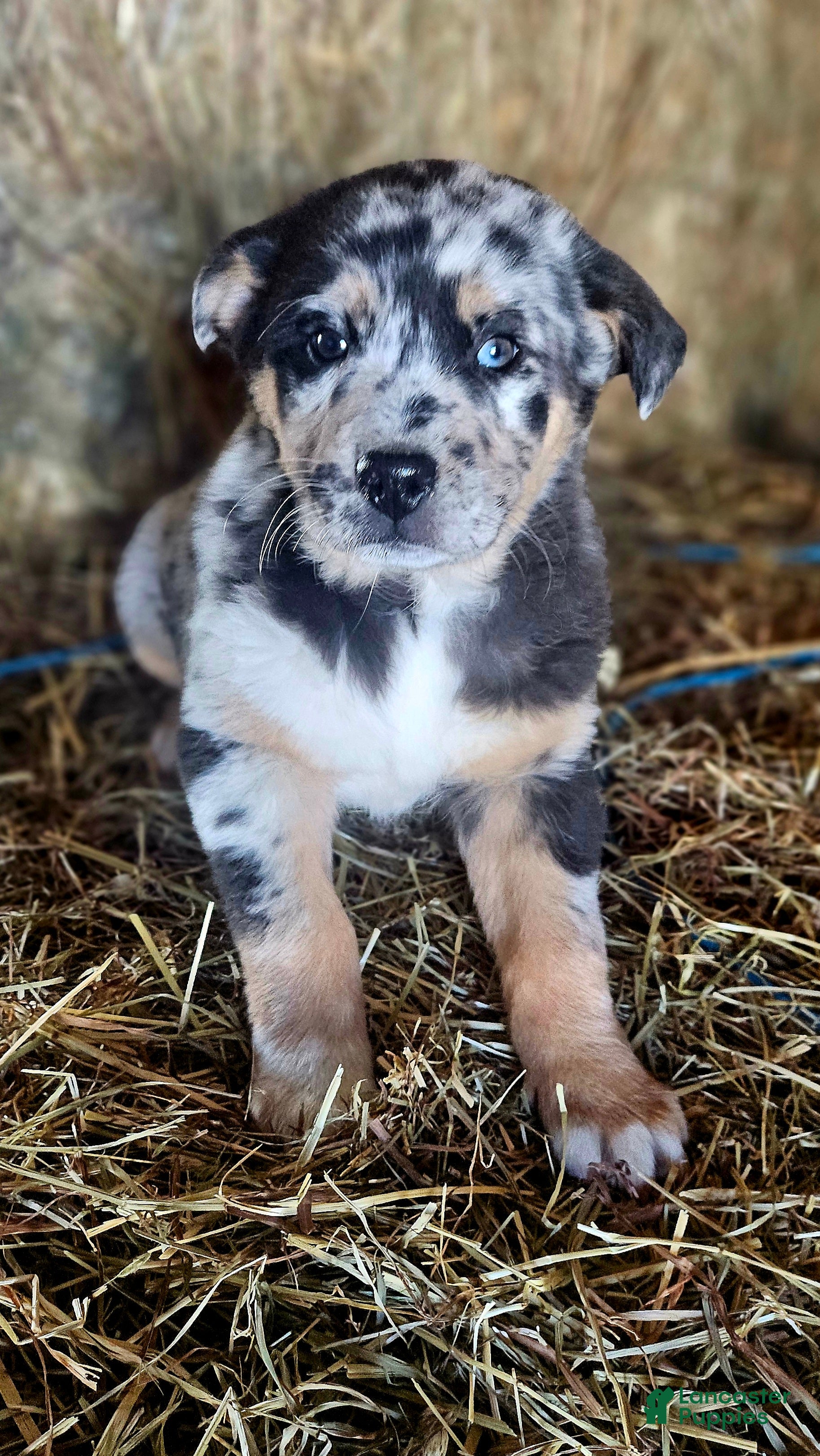 Mixed Breed dogs Spots - Ad 2