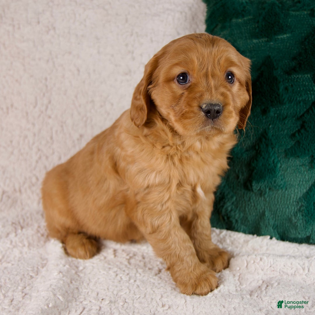 Mixed Breed dogs for sale: Miles - Ad 3