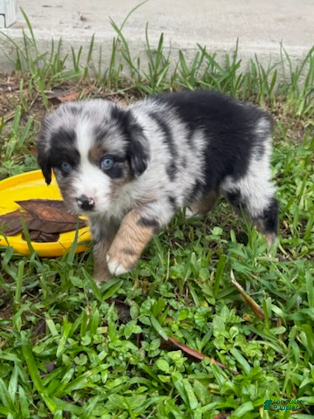 Miniature Australian Shepherd dogs for sale: FORD - (Blue Collar) - Ad 9
