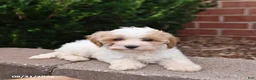 Maltipoo dogs for sale: Nugget - Ad 3
