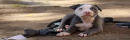 American Bully dogs for sale: King Kong - Ad 4