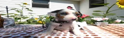 Jack Chi dogs for sale: Jack Chi 2 Calico - Ad 4
