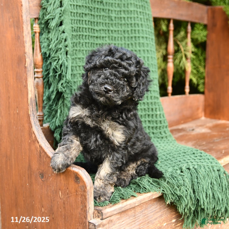 Mixed Breed dogs Tessa - Ad 33