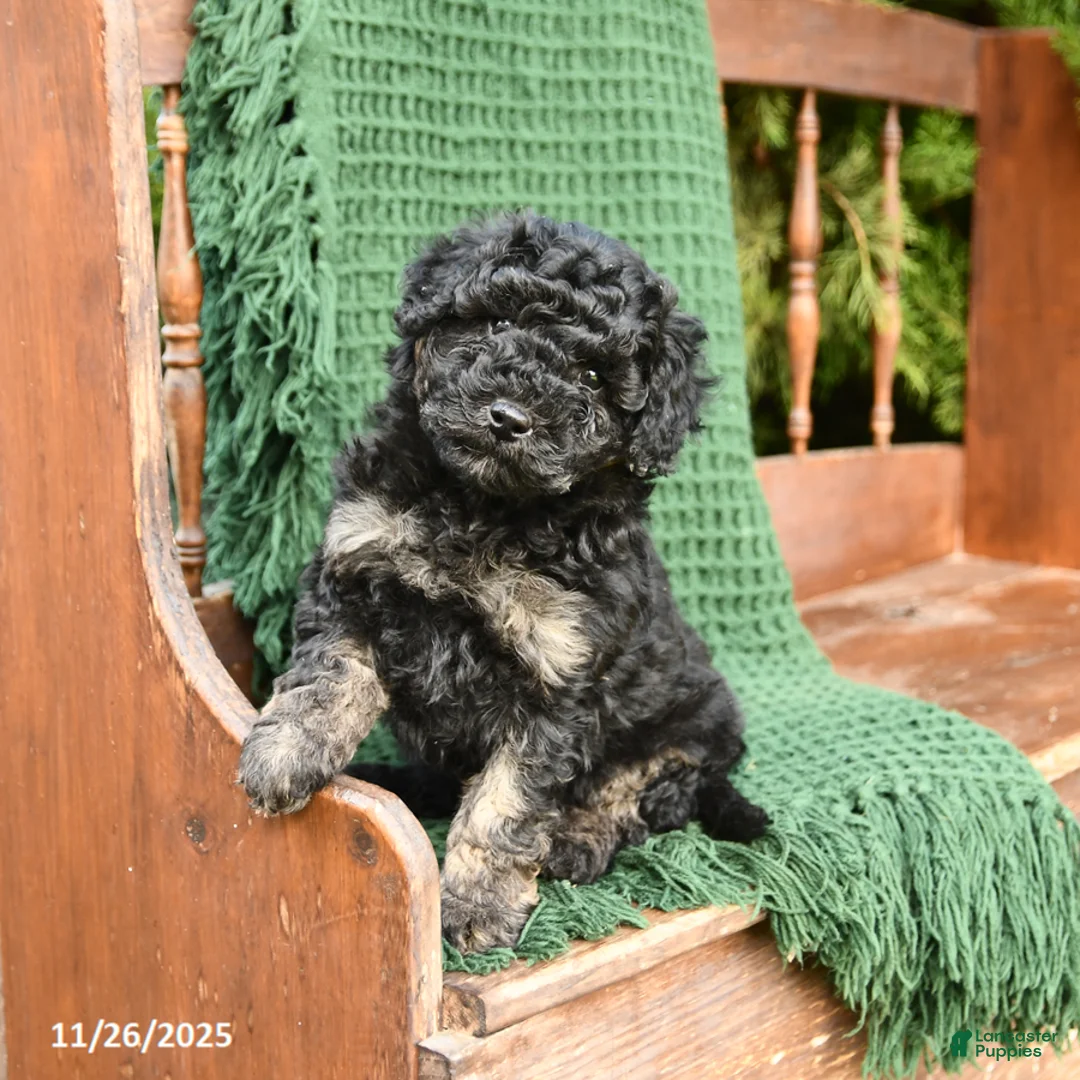 Mixed Breed dogs for sale: Tessa - Ad 1