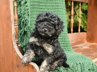 Mixed Breed dogs Tessa - Ad 14