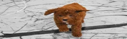 Miniature Poodle dogs for sale:  Lenny🐾 - Ad 7