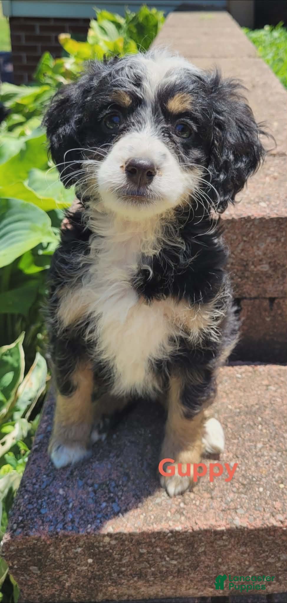 Mini Bernedoodle dogs Guppy - Ad 2