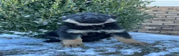 German Shepherd dogs for sale: Armory - Ad 1