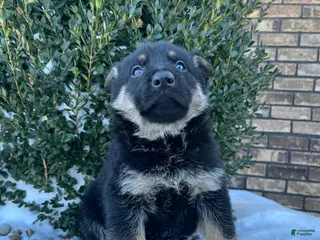 German Shepherd dogs Armory - Ad 15