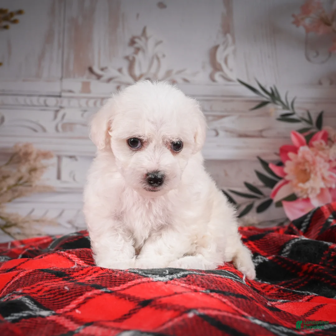 Bichon Frise dogs for sale: AKC-Mya - Ad 4