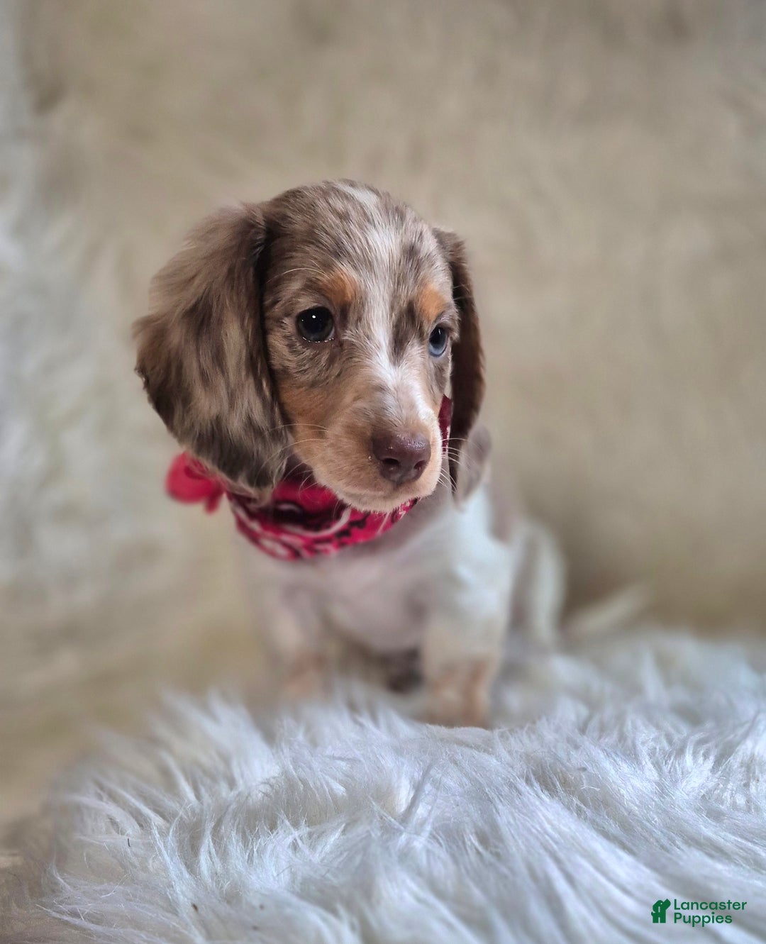 Miniature Dachshund dogs for sale: Benson - Ad 2