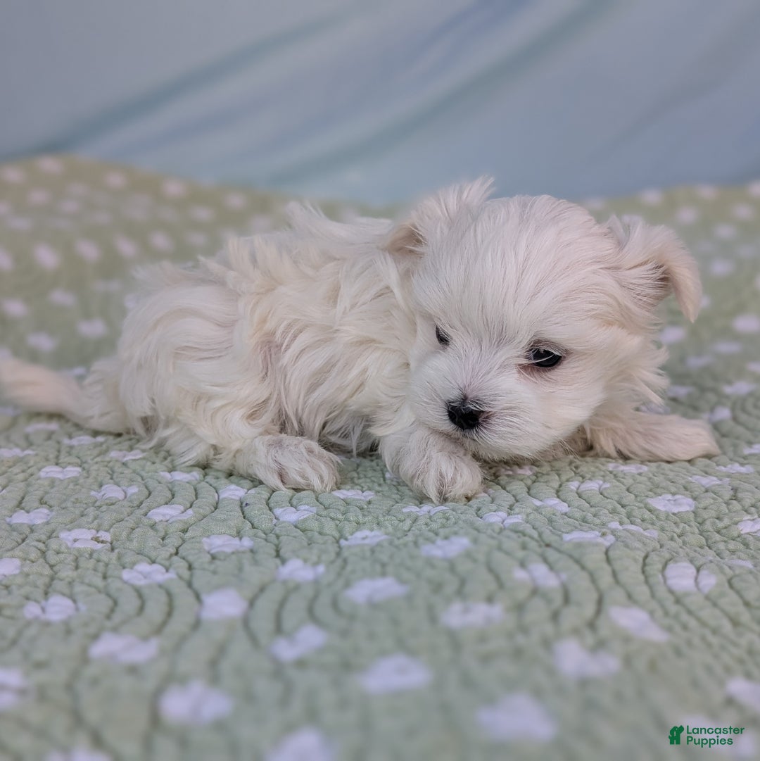 Maltese dogs for sale: Luna - Ad 7