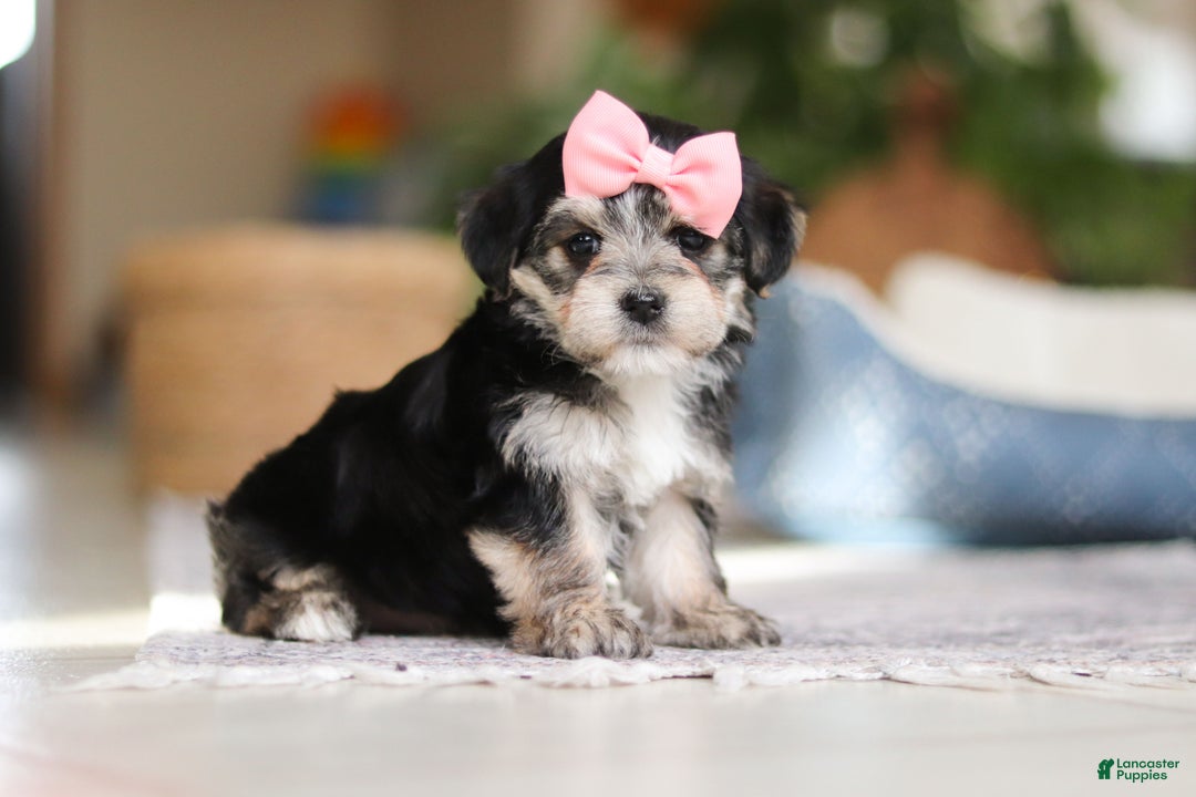 Morkie dogs for sale: Nora - Ad 5