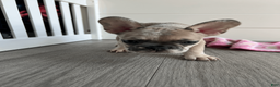 French Bulldog dogs for sale: DHALIA - Ad 9