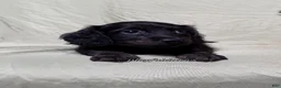 Miniature Dachshund dogs for sale: Long Haired Black & Brindle Male AKC 70 - Ad 4