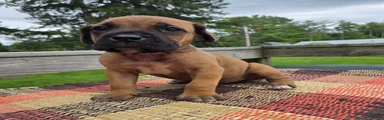 AKC Viggo