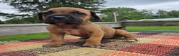 Cane Corso dogs for sale: AKC Viggo - Ad 1