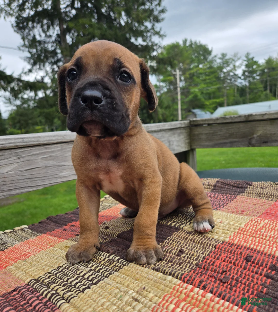 Cane Corso dogs for sale: AKC Viggo - Ad 1